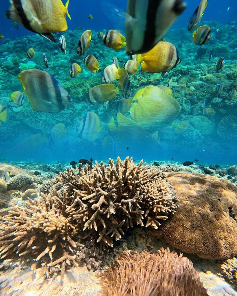 Snorkling & Tour Package